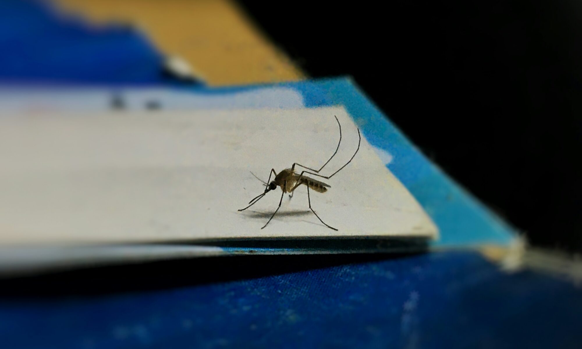 mosquito in a room