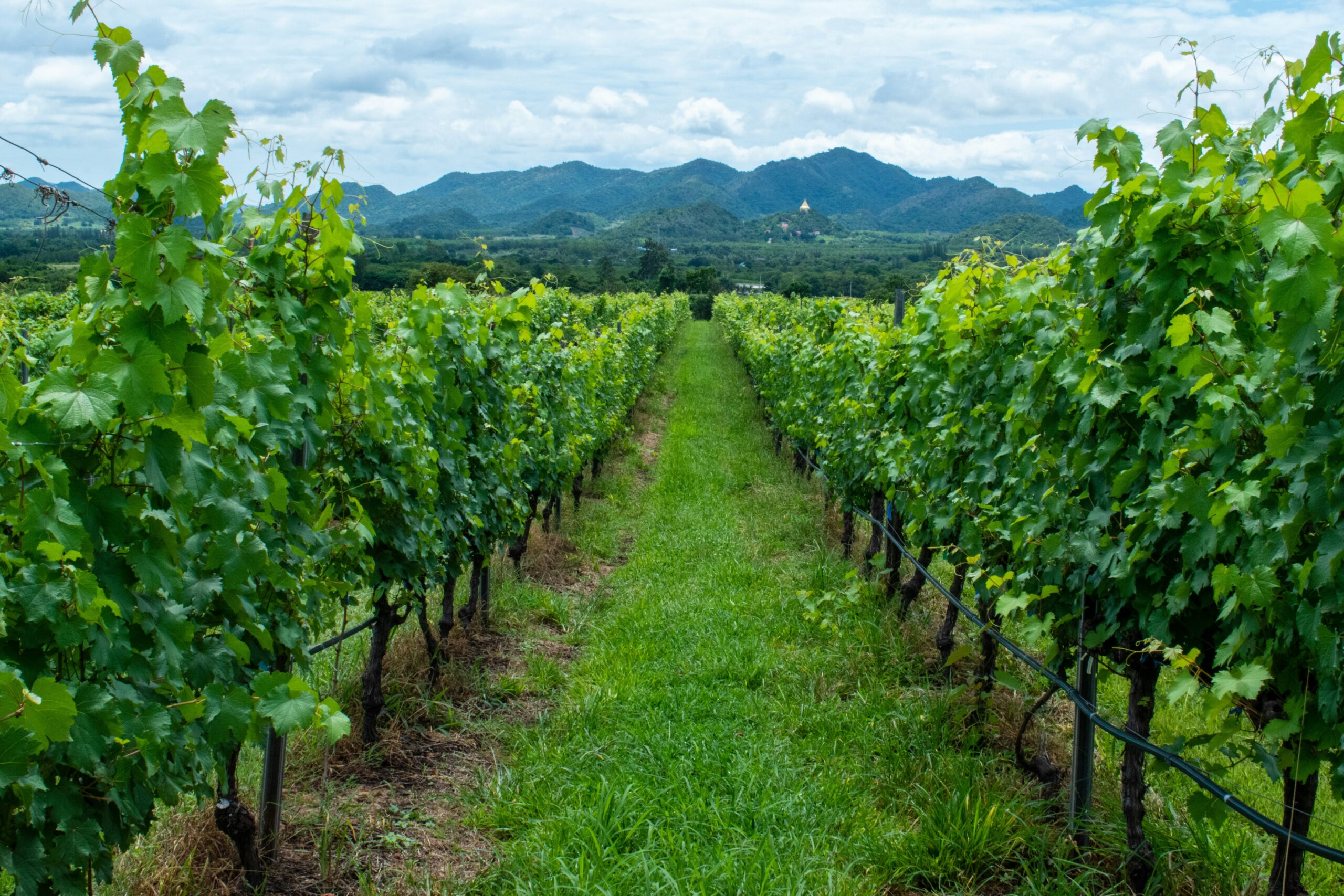 image of hua hin vineyard