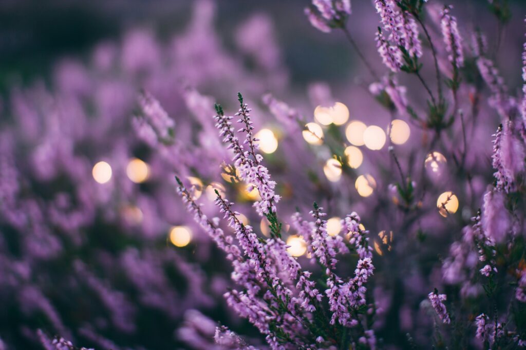 image of a lavender field 