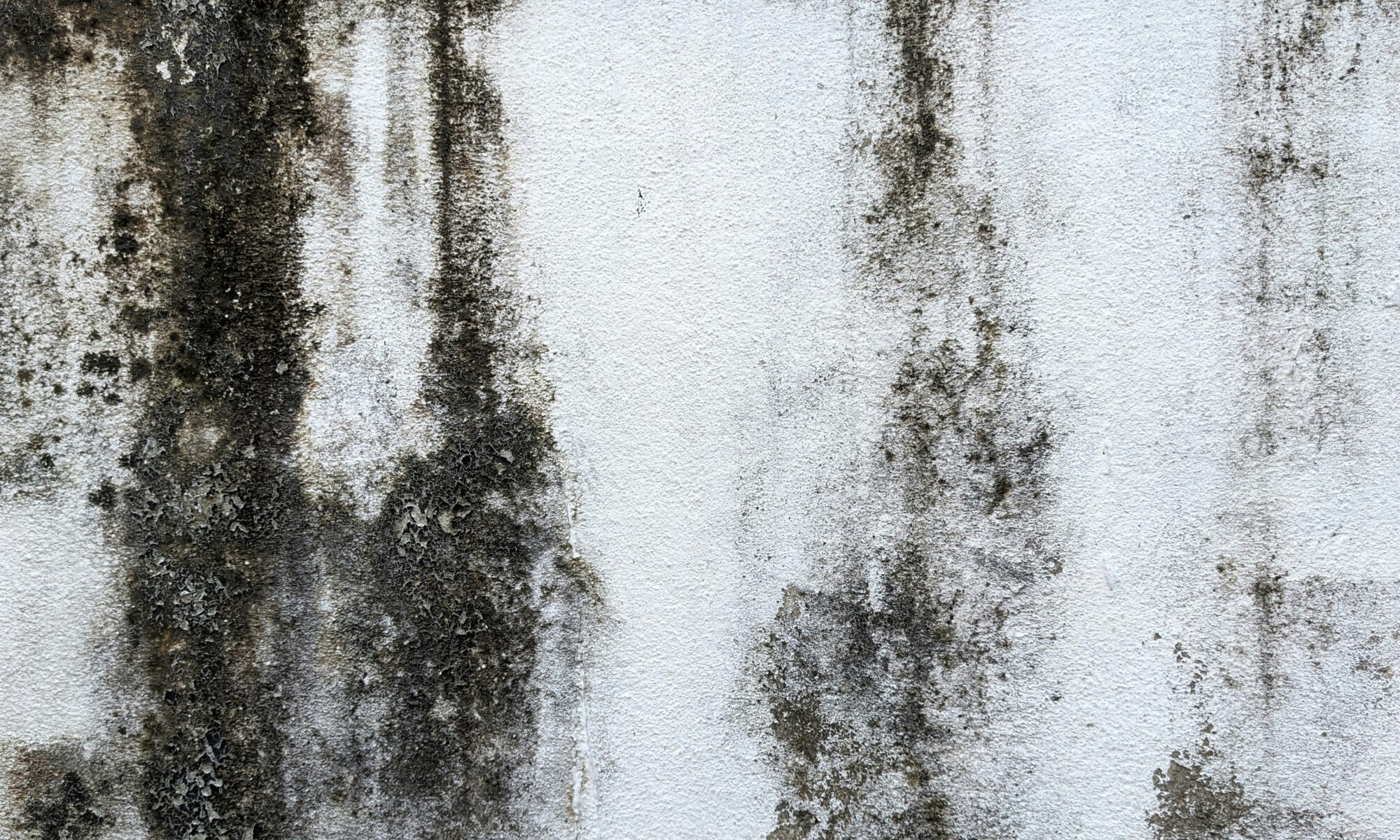 image of mold on wall