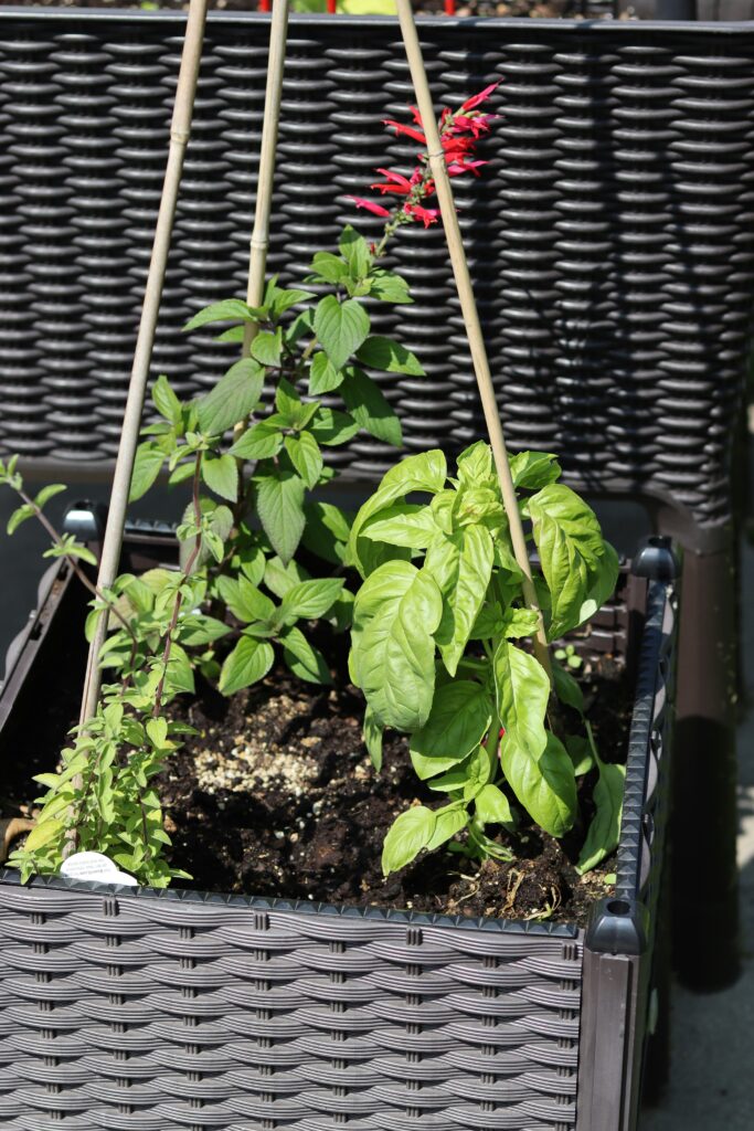 image of a makeshift herb garden