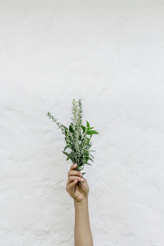 image of a bunch of plants and flowers