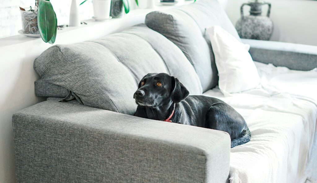 black dog sitting on a sofa