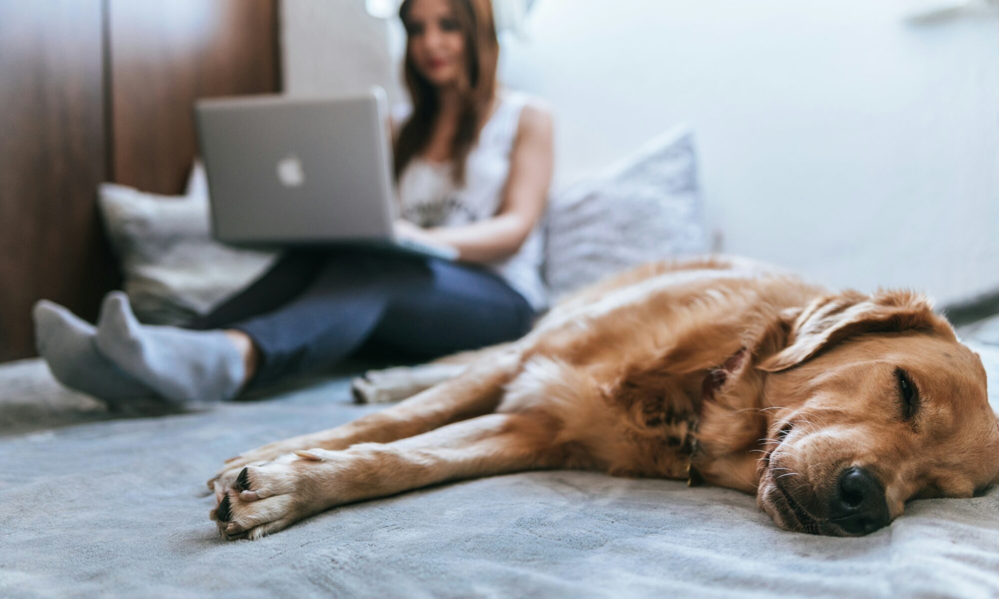 dog sleeping on bed