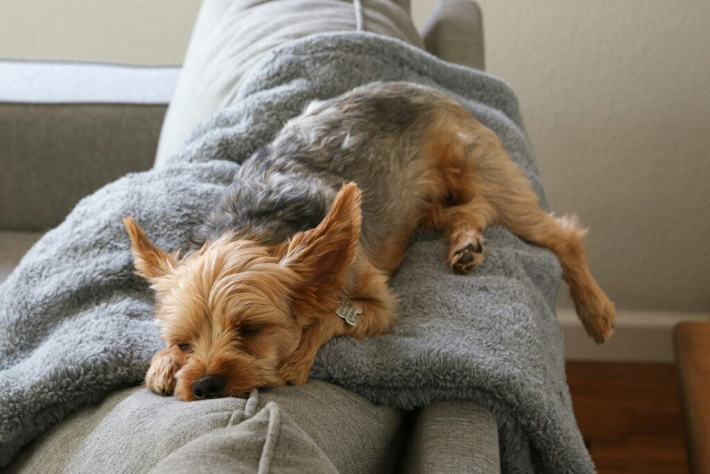 dog sleeping on a blanket over couch