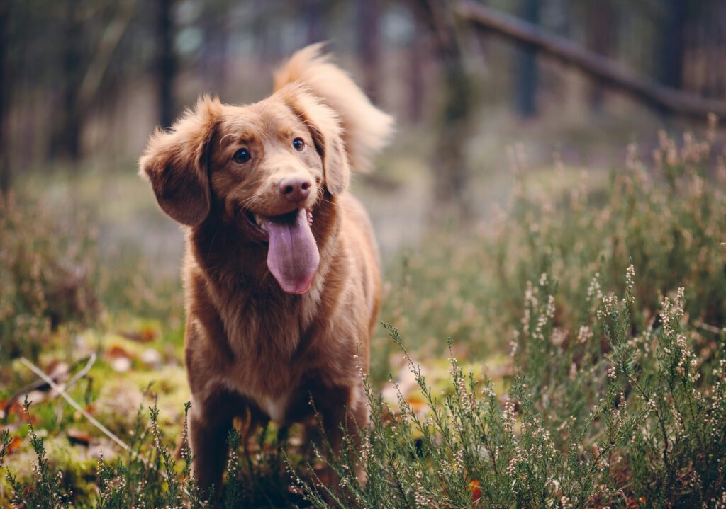 happy dog