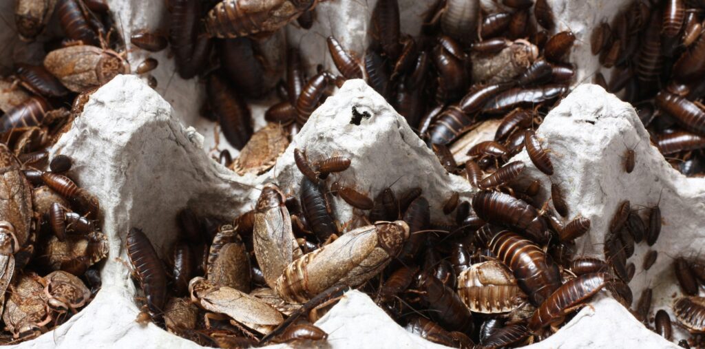 image of baby roaches