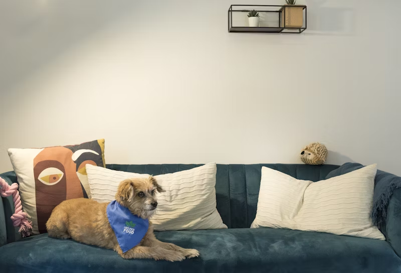 dog chilling on a sofabed