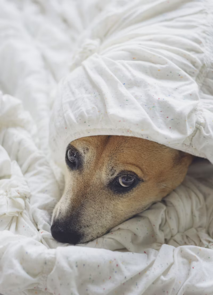 dog in bedsheet