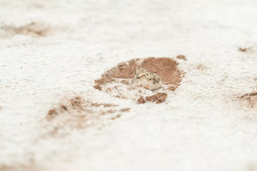dirty footprint on an old carpeted floor