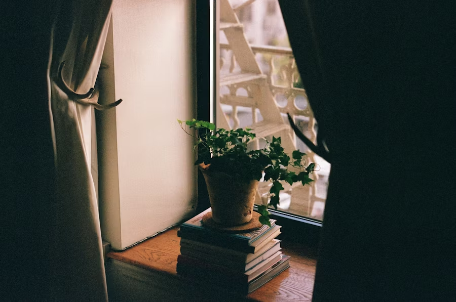 image of a house plant 
