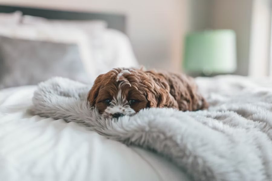 dog lying down in bed